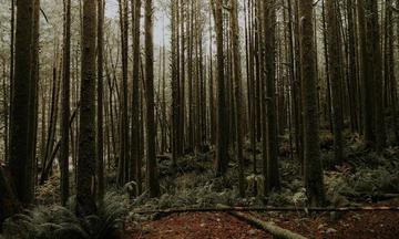 Dawn of the Planet of the Apes